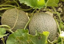 Melon Cantaloupe Fruit Seeds - Light Yellow Variety for Sweet, Summer Fruits